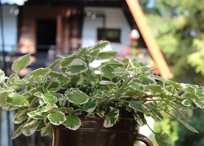 Na Kaszubach W Kamieniu Kamień