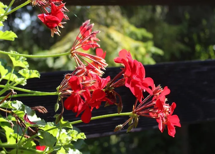 Na Kaszubach W Kamieniu